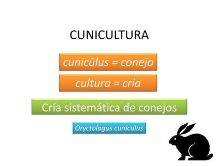 Cría sistemática de conejos