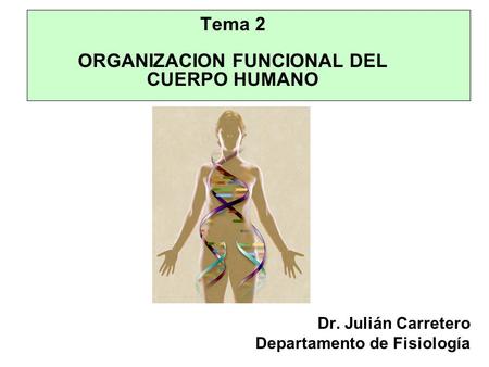 Tema 2 ORGANIZACION FUNCIONAL DEL CUERPO HUMANO Dr. Julián Carretero Departamento de Fisiología.