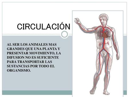 CIRCULACIÓN AL SER LOS ANIMALES MAS GRANDES QUE UNA PLANTA Y PRESENTAR MOVIMIENTO, LA DIFUSION NO ES SUFICIENTE PARA TRANSPORTAR LAS SUSTANCIAS POR TODO.