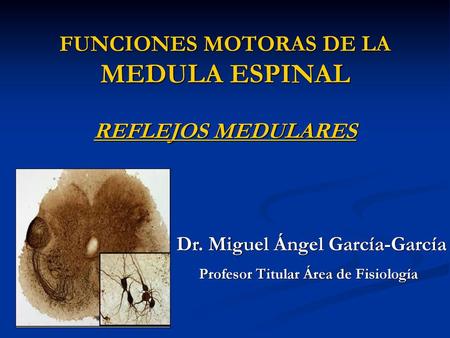 FUNCIONES MOTORAS DE LA MEDULA ESPINAL REFLEJOS MEDULARES