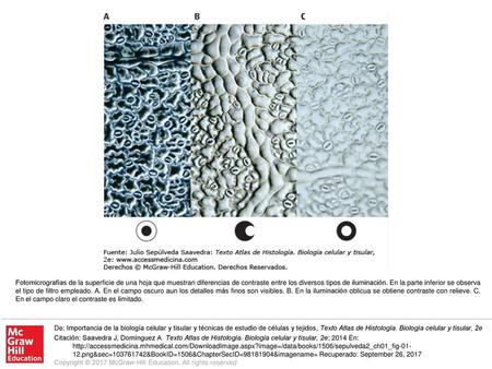 Fotomicrografías de la superficie de una hoja que muestran diferencias de contraste entre los diversos tipos de iluminación. En la parte inferior se observa.