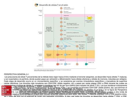 Los precursores de célula T provenientes de la médula ósea viajan hacia el timo mediante el torrente sanguíneo, se desarrollan hacia células T maduras,