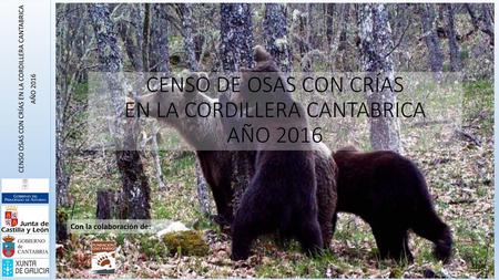 CENSO DE OSAS CON CRÍAS EN LA CORDILLERA CANTABRICA AÑO 2016