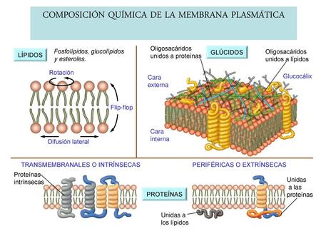 COMPOSICIÓN QUÍMICA DE LA MEMBRANA PLASMÁTICA
