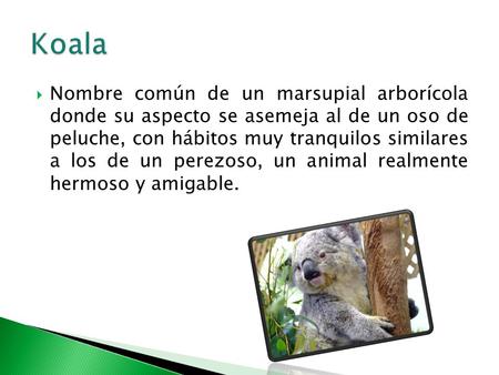  Nombre común de un marsupial arborícola donde su aspecto se asemeja al de un oso de peluche, con hábitos muy tranquilos similares a los de un perezoso,