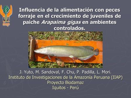 Influencia de la alimentación con peces forraje en el crecimiento de juveniles de paiche Arapaima gigas en ambientes controlados. J. Yuto, M. Sandoval,