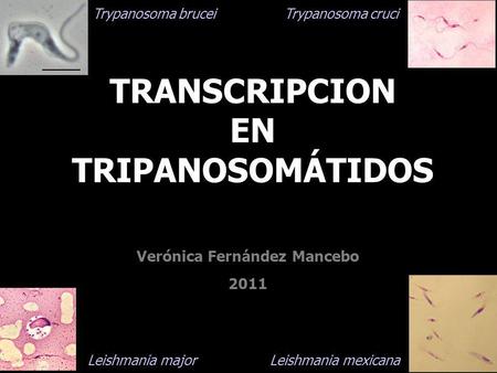TRANSCRIPCION EN TRIPANOSOMÁTIDOS
