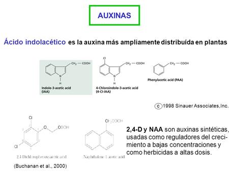 AUXINAS Ácido indolacético es la auxina más ampliamente distribuída en plantas c 1998 Sinauer Associates,Inc. 2,4-D y NAA son auxinas sintéticas, usadas.