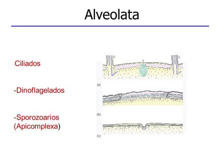 Alveolata -Ciliados Dinoflagelados Sporozoarios (Apicomplexa)