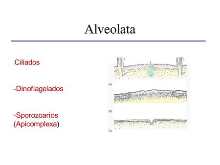 Alveolata -Ciliados Dinoflagelados Sporozoarios (Apicomplexa)