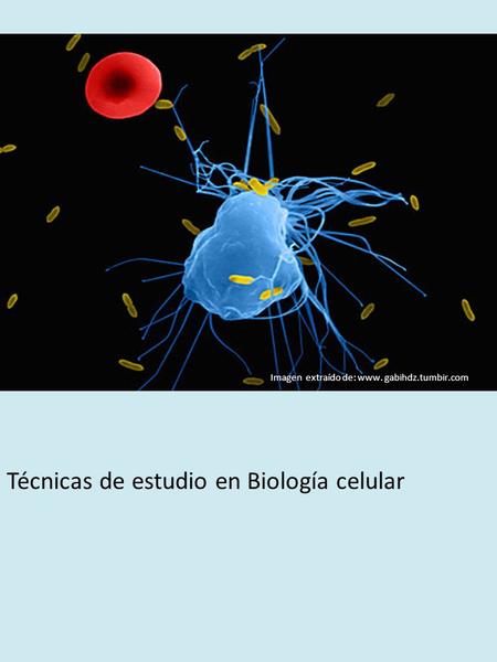 Técnicas de estudio en Biología celular