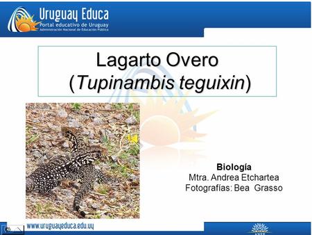 Lagarto Overo (Tupinambis teguixin)