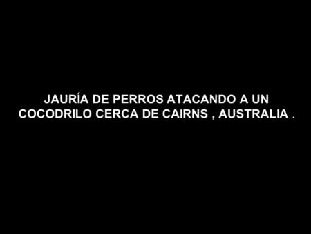 JAURÍA DE PERROS ATACANDO A UN COCODRILO CERCA DE CAIRNS, AUSTRALIA.
