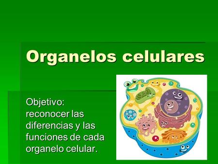 Organelos celulares Objetivo: reconocer las diferencias y las funciones de cada organelo celular.