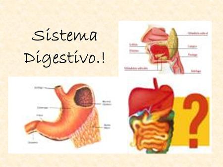Sistema Digestivo.!.