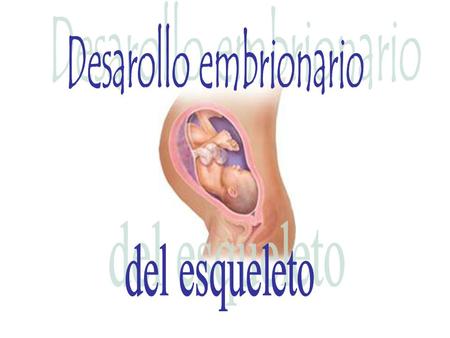 Desarollo embrionario