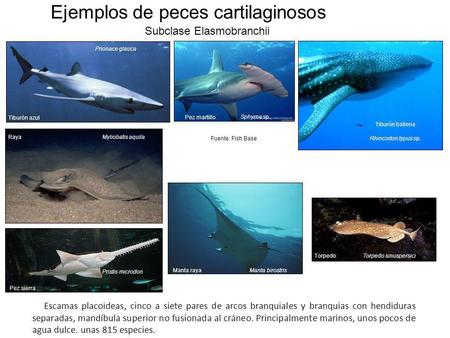 Ejemplos de peces cartilaginosos