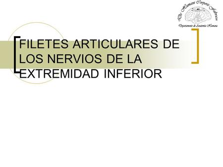 FILETES ARTICULARES DE LOS NERVIOS DE LA EXTREMIDAD INFERIOR