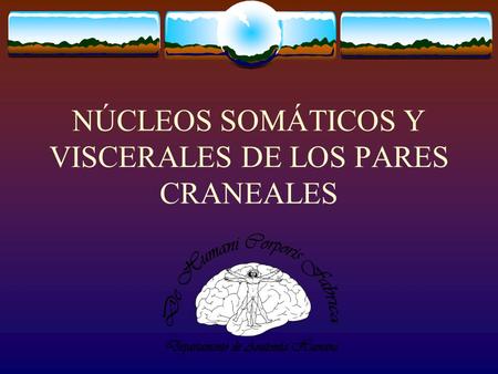 NÚCLEOS SOMÁTICOS Y VISCERALES DE LOS PARES CRANEALES