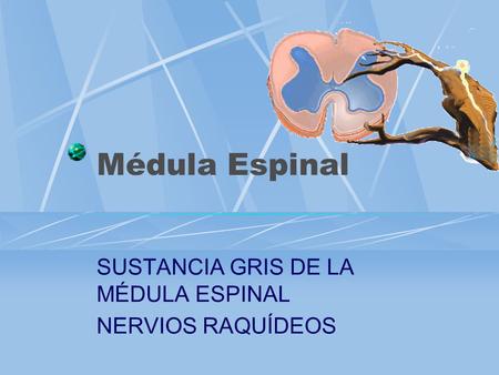 SUSTANCIA GRIS DE LA MÉDULA ESPINAL NERVIOS RAQUÍDEOS