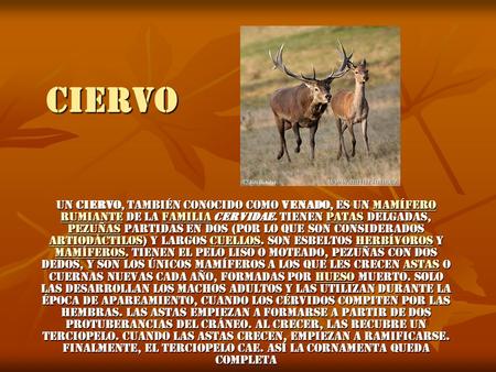 CIERVO Un ciervo, también conocido como venado, es un mamífero rumiante de la familia cervidae. Tienen patas delgadas, pezuñas partidas en dos (por lo.
