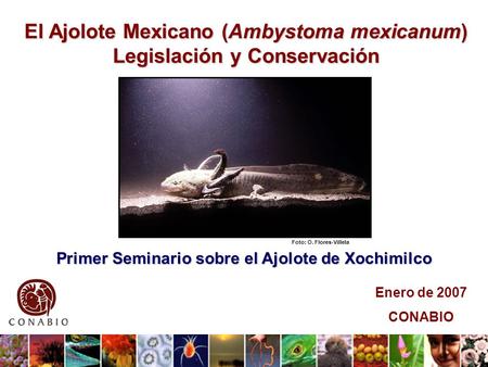 El Ajolote Mexicano (Ambystoma mexicanum) Legislación y Conservación