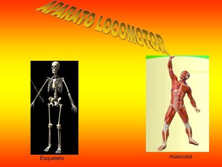 APARATO LOCOMOTOR músculos Esqueleto.