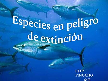 Especies en peligro de extinción CEIP PINOCHO 6º B.