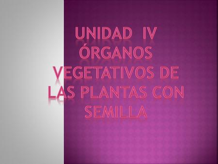 Unidad iv órganos vegetativos de las plantas con semilla