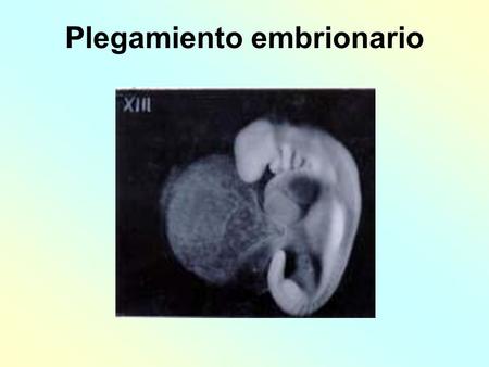 Plegamiento embrionario