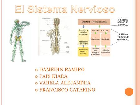 El Sistema Nervioso DAMEDIN RAMIRO PAIS KIARA VARELA ALEJANDRA