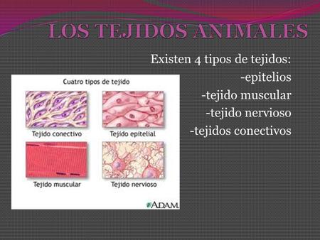 LOS TEJIDOS ANIMALES Existen 4 tipos de tejidos: -epitelios