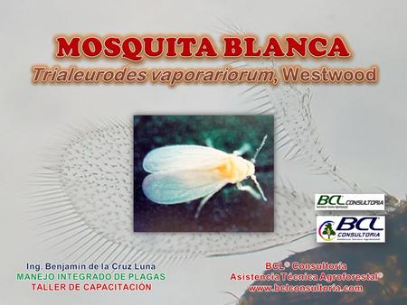 MOSQUITA BLANCA Trialeurodes vaporariorum, Westwood BCL® Consultoría