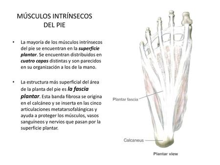 MÚSCULOS INTRÍNSECOS DEL PIE