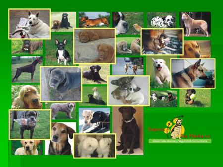 Introducción El proyecto Estancia para el perro abandonado Santa Martha constará de una serie de actividades de cultura cívica y ambiental, donde se tendrá.