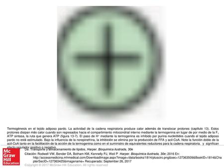 Termogénesis en el tejido adiposo pardo