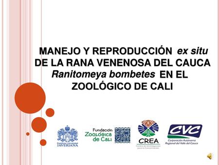Ex situ MANEJO Y REPRODUCCIÓN ex situ DE LA RANA VENENOSA DEL CAUCA Ranitomeya bombetes EN EL ZOOLÓGICO DE CALI Ranitomeya bombetes.