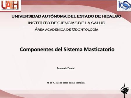 Componentes del Sistema Masticatorio
