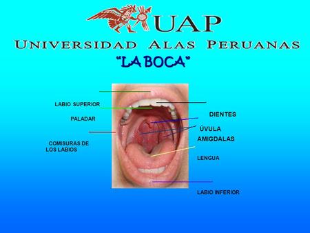 “LA BOCA” DIENTES ÚVULA AMIGDALAS LENGUA LABIO INFERIOR LABIO SUPERIOR PALADAR COMISURAS DE LOS LABIOS.