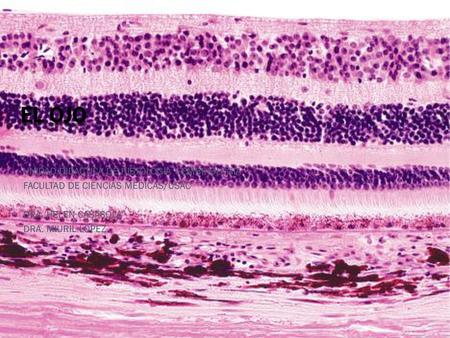 EL OJO UNIDAD DIDACTICA DE HISTOLOGIA Y EMBRIOLOGIA