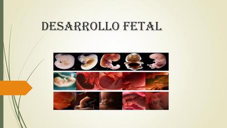 Desarrollo Fetal.