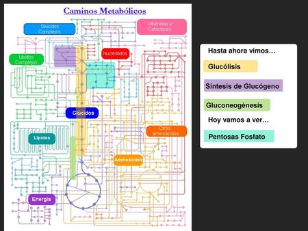 Hasta ahora vimos… Glucólisis Síntesis de Glucógeno Gluconeogénesis