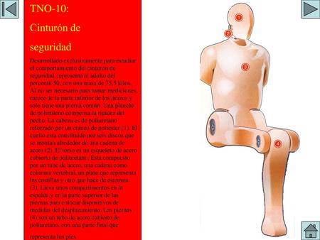 MODELOS MAS USUALES 1 TNO-10: Cinturón de seguridad