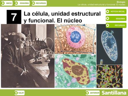 7 La célula, unidad estructural y funcional. El núcleo ESQUEMA