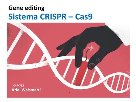 Gene editing Sistema CRISPR – Cas9 gracias Ariel Waisman !