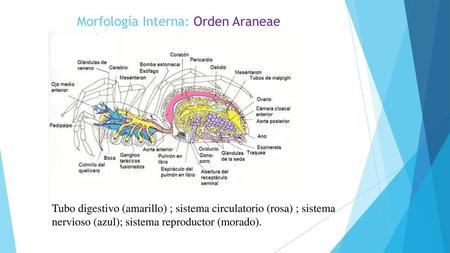 Morfología Interna: Orden Araneae