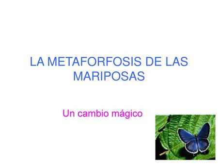 LA METAFORFOSIS DE LAS MARIPOSAS