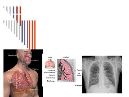 Anatomía y fisiología del Aparato Respiratorio. El aparato respiratorio  Vías respiratorias Fosas nasales Faringe Laringe Tráquea Bronquios Bronquiolos.