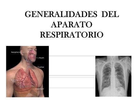 GENERALIDADES DEL APARATO RESPIRATORIO. La función del aparato respiratorio consiste en desplazar volúmenes de aire desde la atmósfera a los pulmones.