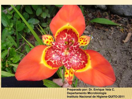 Preparado por: Dr. Enrique Vela C.